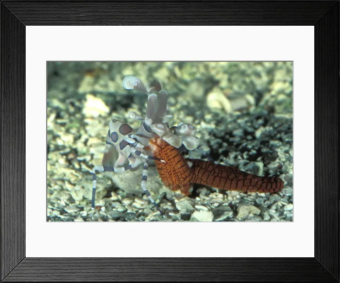 Framed Print : This harlequin shrimp (Hymenocera picta) is feeding on a sea star (Fromia sp). Great Barrier Reef Australia. (Aquarium shot)