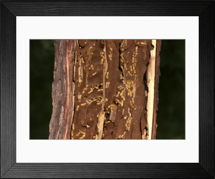 Framed Print : Giant northern termite - in exposed feeding gallery in a tree limb Framed Print : Giant northern termite - in exposed feeding gallery in a tree limb