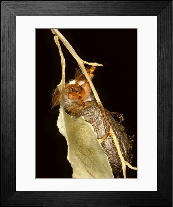 Framed Print : Helena moth - emerging from a hole scratched in the softened cocoon wall by projections on the moths shoulder Framed Print : Helena moth - emerging from a hole scratched in the softened cocoon wall by projections on the moths shoulder