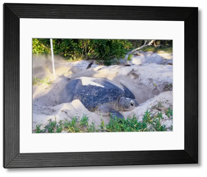 Framed Print : Every summer, female green sea turtles (Chelonia mydas) return to their natal beach to lay eggs. Because of numerous pressures from human activities, sea turtle species around the world are threatened