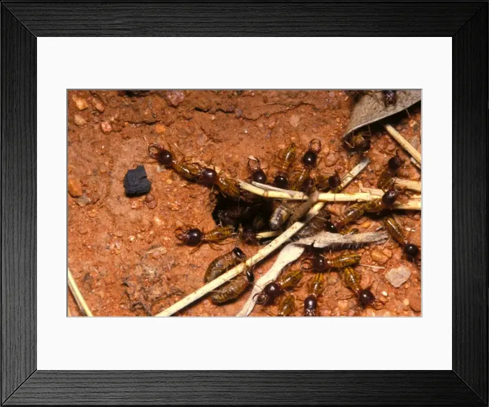 Framed Print : Harvester termites - workers bringing grass to underground nest while soldiers keep watch