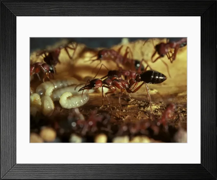 Framed Print : Bulldog ant - queen showing wing muscles, in artificial nest chamber with workers Framed Print : Bulldog ant - queen showing wing muscles, in artificial nest chamber with workers