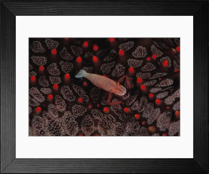 Framed Print : This commensal shrimp (Periclimenes imperator) leads its entire adult life on a sea star. Great Barrier Reef Australia. (Aquarium shot) Framed Print : This commensal shrimp (Periclimenes imperator) leads its entire adult life on a sea star. Great Barrier Reef Australia. (Aquarium shot)