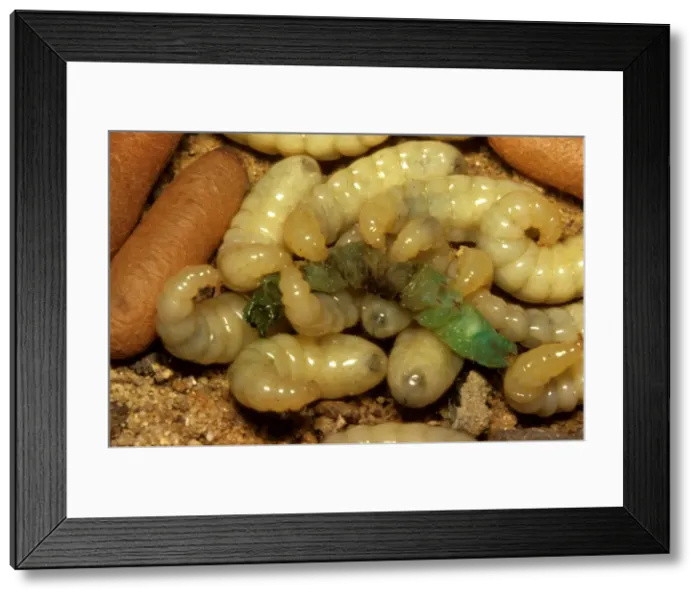 Framed Print : Bulldog ant - larvae feeding on a caterpillar Framed Print : Bulldog ant - larvae feeding on a caterpillar