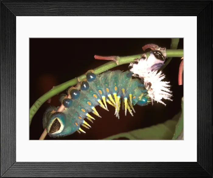 Framed Print : Hercules moth - newly moulted larva eating its cast skin Framed Print : Hercules moth - newly moulted larva eating its cast skin
