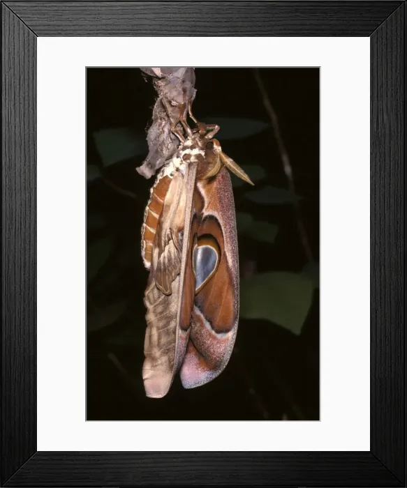 Framed Print : Hercules moth - female newly emerged from cocoon Framed Print : Hercules moth - female newly emerged from cocoon
