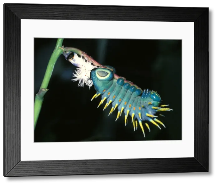 Framed Print : Hercules moth - newly moulted larva Framed Print : Hercules moth - newly moulted larva