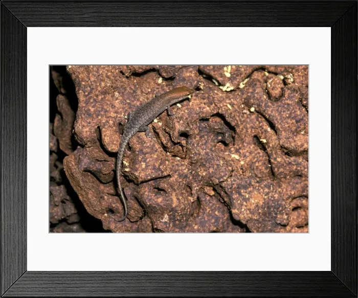 Framed Print : Milk termite - damaged nest mound, with skink preying on termites Framed Print : Milk termite - damaged nest mound, with skink preying on termites