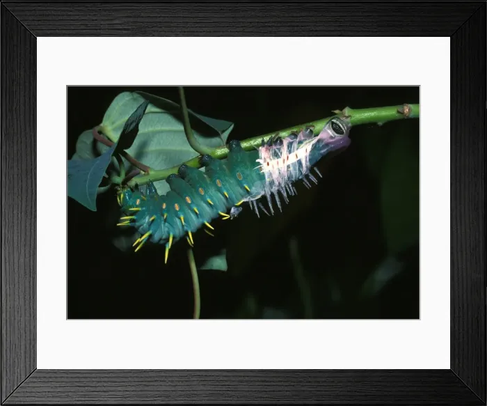 Framed Print : Hercules moth - larva casting its skin. The white ribbon is the breathing tubes lining that has been pulled free Framed Print : Hercules moth - larva casting its skin. The white ribbon is the breathing tubes lining that has been pulled free