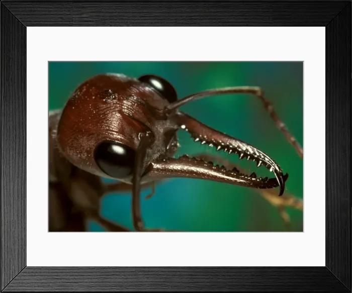 Framed Print : Bulldog ant - mandibles, used with tenacity to seize and hold prey before stinging it, hence the common name Framed Print : Bulldog ant - mandibles, used with tenacity to seize and hold prey before stinging it, hence the common name