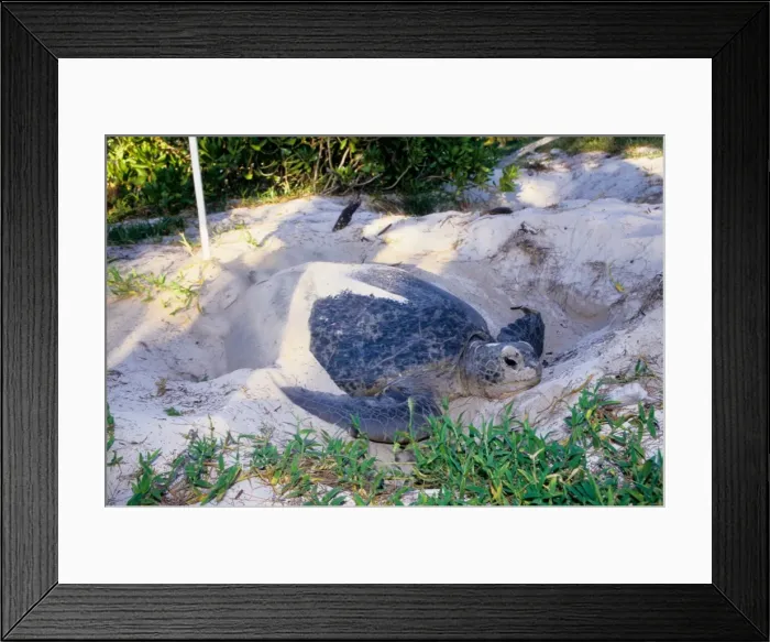 Framed Print : Every summer, female green sea turtles (Chelonia mydas) return to their natal beach to lay eggs. Because of numerous pressures from human activities, sea turtle species around the world are threatened Framed Print : Every summer, female green sea turtles (Chelonia mydas) return to their natal beach to lay eggs. Because of numerous pressures from human activities, sea turtle species around the world are threatened