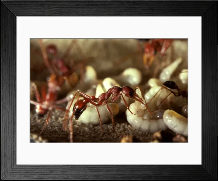 Framed Print : Bulldog ant - worker in observation nest Framed Print : Bulldog ant - worker in observation nest