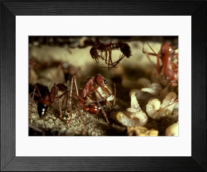 Framed Print : Bulldog ant - worker laying a trophic egg, produced solely to feed the larvae. Trophe = nourishment Framed Print : Bulldog ant - worker laying a trophic egg, produced solely to feed the larvae. Trophe = nourishment