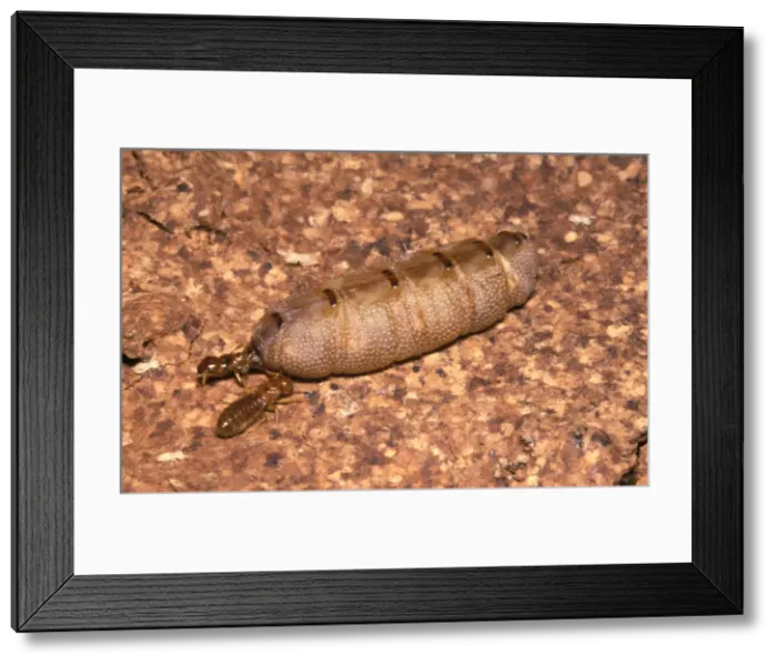 Framed Print : Milk termite - queen and attendant king