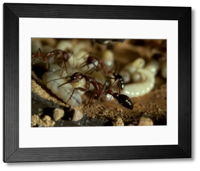 Framed Print : Bulldog ant - workers attending brood in observation nest Framed Print : Bulldog ant - workers attending brood in observation nest