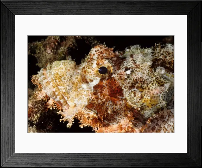 Framed Print : Smallscale scorpionfish (Scorpaenopsis oxycephala). Andaman Sea, Myanmar Framed Print : Smallscale scorpionfish (Scorpaenopsis oxycephala). Andaman Sea, Myanmar