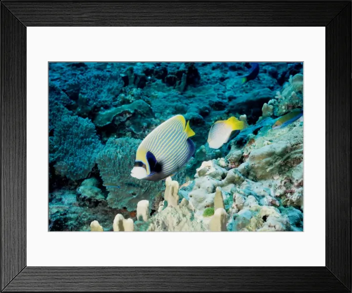 Framed Print : Emperor angelfish (Pomacanthus imperator). Similan Islands, Andaman Sea, Thailand Framed Print : Emperor angelfish (Pomacanthus imperator). Similan Islands, Andaman Sea, Thailand