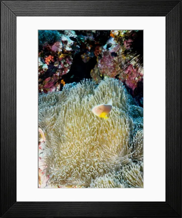 Framed Print : Orange anemonefish (Amphiprion sandaracinos) in Mertens sea anemone (Stichodactyla mertensii). Richelieu Rock, Andaman Sea, Thailand Framed Print : Orange anemonefish (Amphiprion sandaracinos) in Mertens sea anemone (Stichodactyla mertensii). Richelieu Rock, Andaman Sea, Thailand
