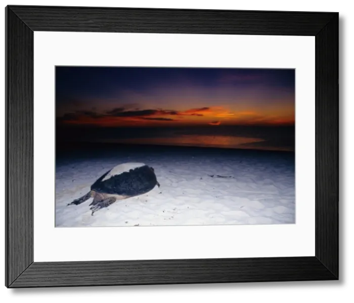 Framed Print : Every summer, female green sea turtles (Chelonia mydas) return to their natal beach to lay eggs. This female is making the laborious journey back to the water after a hard night's work laying Framed Print : Every summer, female green sea turtles (Chelonia mydas) return to their natal beach to lay eggs. This female is making the laborious journey back to the water after a hard night's work laying