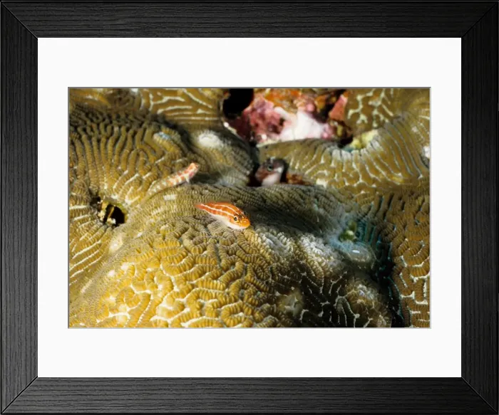 Framed Print : Neon triplefin (Helcogramma striata). Similan Islands, Andaman Sea, Thailand Framed Print : Neon triplefin (Helcogramma striata). Similan Islands, Andaman Sea, Thailand