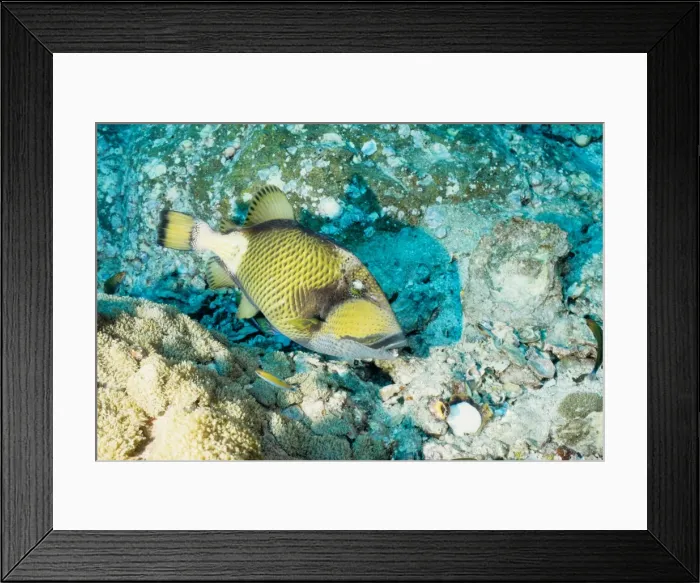 Framed Print : Titan triggerfish (Balistoides viridescens). This aggressive predator uses its strong teeth and powerful jaws to tear apart hard shelled prey such as sea urchins, crabs and snails. Richelieu Rock, Andaman Sea, Thailand Framed Print : Titan triggerfish (Balistoides viridescens). This aggressive predator uses its strong teeth and powerful jaws to tear apart hard shelled prey such as sea urchins, crabs and snails. Richelieu Rock, Andaman Sea, Thailand