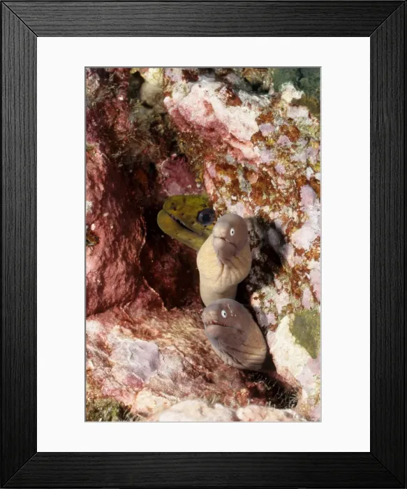 Framed Print : Greyface moray (Siderea thyrsoidea). Andaman Sea, Myanmar Framed Print : Greyface moray (Siderea thyrsoidea). Andaman Sea, Myanmar
