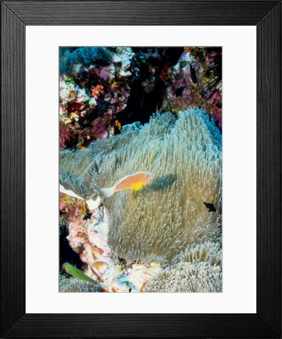 Framed Print : Orange anemonefish (Amphiprion sandaracinos) in Mertens sea anemone (Stichodactyla mertensii). Richelieu Rock, Andaman Sea, Thailand Framed Print : Orange anemonefish (Amphiprion sandaracinos) in Mertens sea anemone (Stichodactyla mertensii). Richelieu Rock, Andaman Sea, Thailand