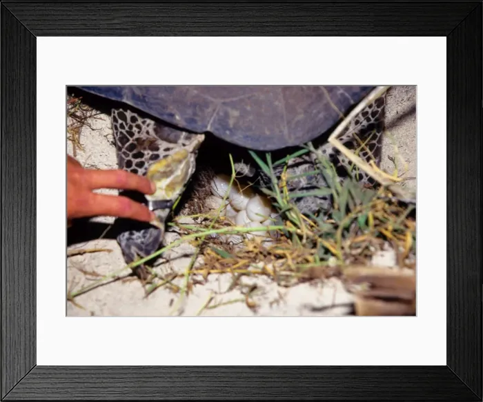 Framed Print : Every summer, female green sea turtles (Chelonia mydas) return to their natal beach to lay eggs. Each time a female lays she digs an egg chamber with her hind flippers and lays about 100 eggs Framed Print : Every summer, female green sea turtles (Chelonia mydas) return to their natal beach to lay eggs. Each time a female lays she digs an egg chamber with her hind flippers and lays about 100 eggs