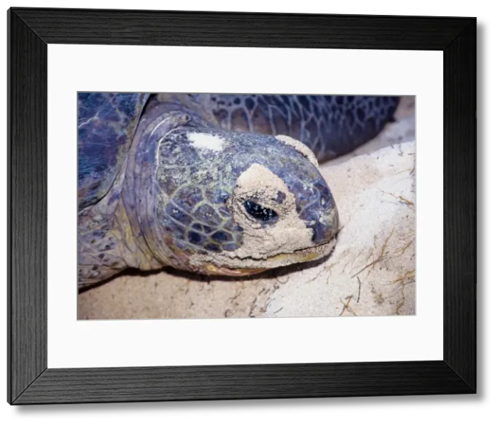 Framed Print : Every summer, female green sea turtles (Chelonia mydas) return to their natal beach to lay eggs. Because of numerous pressures from human activities, sea turtle species around the world are threatened Framed Print : Every summer, female green sea turtles (Chelonia mydas) return to their natal beach to lay eggs. Because of numerous pressures from human activities, sea turtle species around the world are threatened
