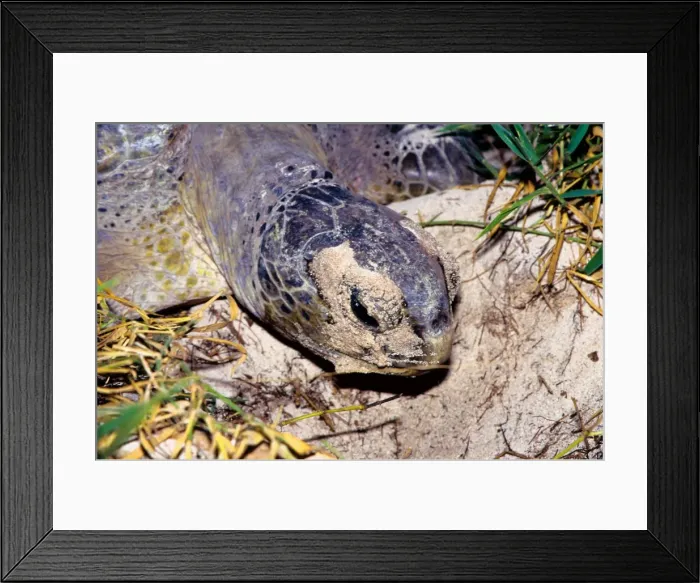 Framed Print : Every summer, female green sea turtles (Chelonia mydas) return to their natal beach to lay eggs. Because of numerous pressures from human activities, sea turtle species around the world are threatened Framed Print : Every summer, female green sea turtles (Chelonia mydas) return to their natal beach to lay eggs. Because of numerous pressures from human activities, sea turtle species around the world are threatened