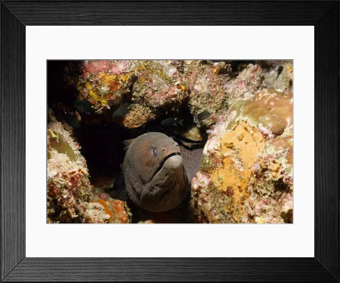 Framed Print : Giant moray (Gymnothorax javanicus). Richelieu Rock, Andaman Sea, Thailand Framed Print : Giant moray (Gymnothorax javanicus). Richelieu Rock, Andaman Sea, Thailand