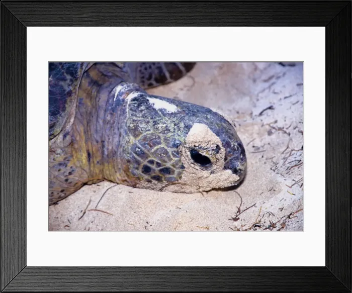 Framed Print : Every summer, female green sea turtles (Chelonia mydas) return to their natal beach to lay eggs. Because of numerous pressures from human activities, sea turtle species around the world are threatened Framed Print : Every summer, female green sea turtles (Chelonia mydas) return to their natal beach to lay eggs. Because of numerous pressures from human activities, sea turtle species around the world are threatened