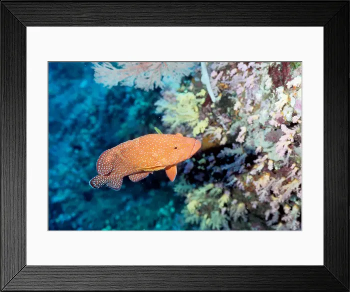 Framed Print : Coral cod (Cephalopholis miniata). Similan Islands, Andaman Sea, Thailand Framed Print : Coral cod (Cephalopholis miniata). Similan Islands, Andaman Sea, Thailand