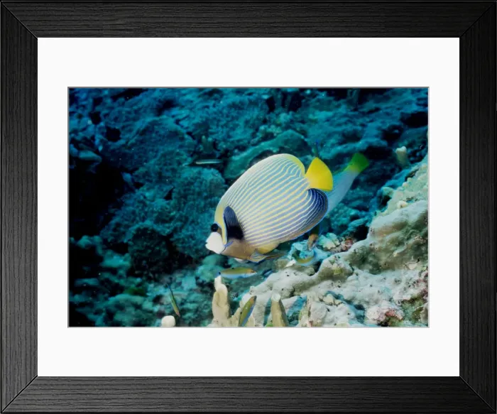 Framed Print : Emperor angelfish (Pomacanthus imperator). Similan Islands, Andaman Sea, Thailand Framed Print : Emperor angelfish (Pomacanthus imperator). Similan Islands, Andaman Sea, Thailand