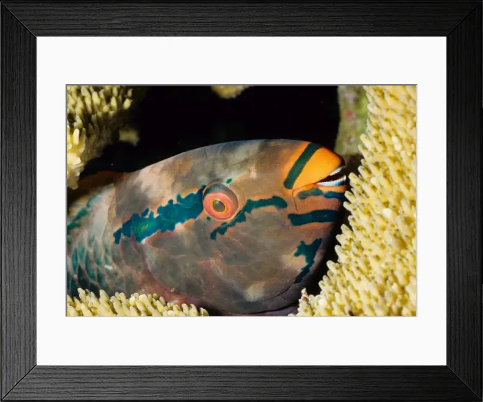 Framed Print : Parrotfish (Scarus sp) asleep at night. Similan Islands, Andaman Sea, Thailand Framed Print : Parrotfish (Scarus sp) asleep at night. Similan Islands, Andaman Sea, Thailand