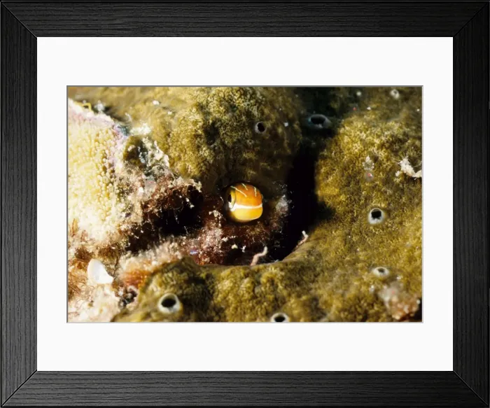 Framed Print : Bluestriped fangblenny (Plagiotremus rhinorhynchos). Similan Islands, Andaman Sea, Thailand Framed Print : Bluestriped fangblenny (Plagiotremus rhinorhynchos). Similan Islands, Andaman Sea, Thailand