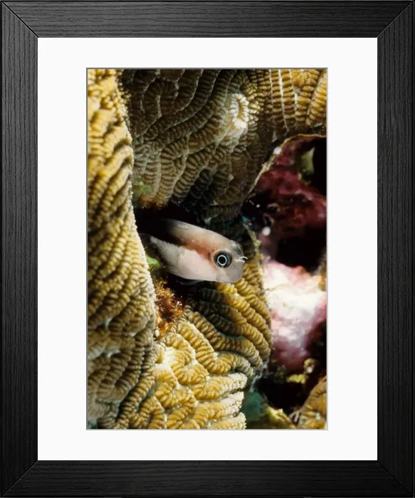 Framed Print : Lined blenny (Ecsenius lineatus). Similan Islands, Andaman Sea, Thailand Framed Print : Lined blenny (Ecsenius lineatus). Similan Islands, Andaman Sea, Thailand