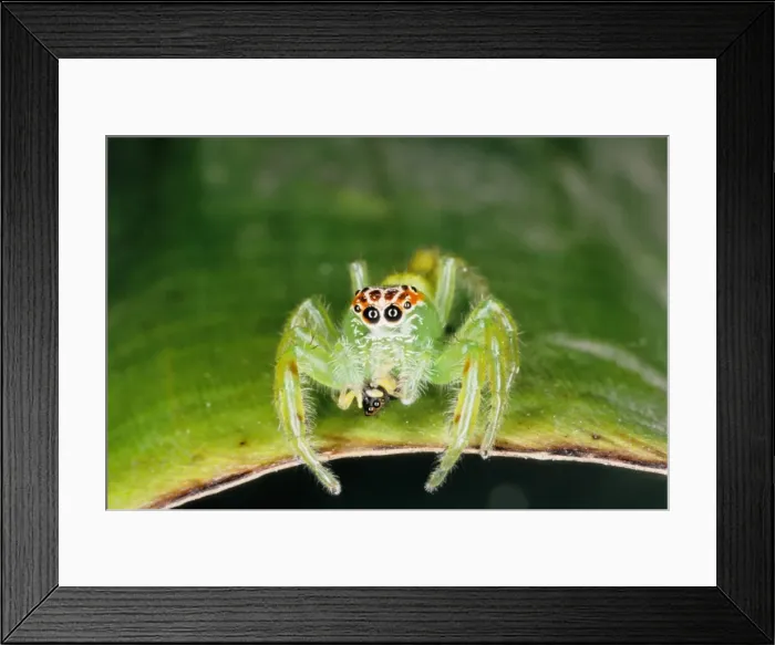 Framed Print : Jumping spiders (family Salticidae) are common inhabitants of houses and gardens in tropical Australia. This one has just caught an insect and is beginning to feed on it. Townsville, Queensland, Australia Framed Print : Jumping spiders (family Salticidae) are common inhabitants of houses and gardens in tropical Australia. This one has just caught an insect and is beginning to feed on it. Townsville, Queensland, Australia
