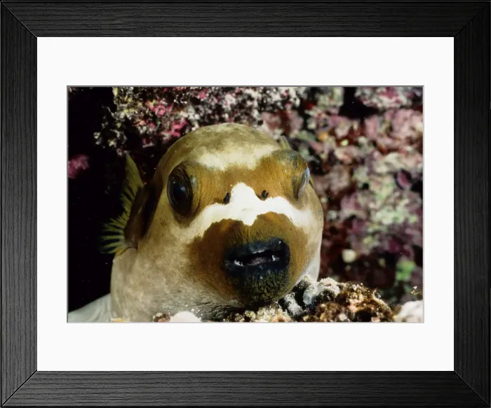 Framed Print : Black-spotted pufferfish (Arothron nigropunctatus) asleep on the reef at night. Ribbon Reef Number 3, Great Barrier Reef Marine Park, Queensland, Australia Framed Print : Black-spotted pufferfish (Arothron nigropunctatus) asleep on the reef at night. Ribbon Reef Number 3, Great Barrier Reef Marine Park, Queensland, Australia