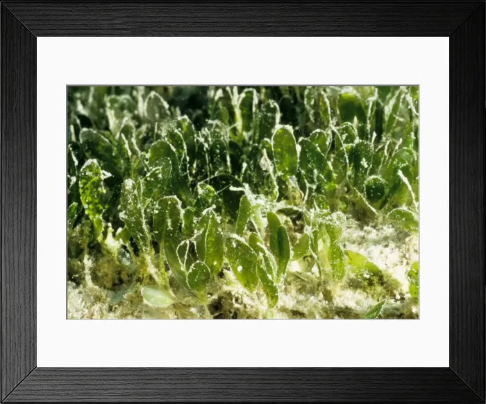 Framed Print : Seagrass (Halophila sp). John Brewer Reef, Great Barrier Reef Marine Park, Queensland, Australia Framed Print : Seagrass (Halophila sp). John Brewer Reef, Great Barrier Reef Marine Park, Queensland, Australia
