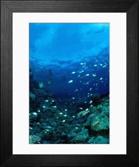 Framed Print : Coral reef scene with pinnate batfish (Platax pinnatus) and other reef fish over a mixed community of hard and soft corals. Ribbon Reef Number 10, Great Barrier Reef Marine Park, Queensland, Australia Framed Print : Coral reef scene with pinnate batfish (Platax pinnatus) and other reef fish over a mixed community of hard and soft corals. Ribbon Reef Number 10, Great Barrier Reef Marine Park, Queensland, Australia