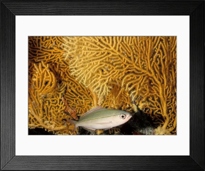Framed Print : Marr's fusilier (Pterocaesio marri) feeds on plankton and is usually seen in large schools picking its food from the ocean currents. Great Barrier Reef Marine Park, Queensland, Australia Framed Print : Marr's fusilier (Pterocaesio marri) feeds on plankton and is usually seen in large schools picking its food from the ocean currents. Great Barrier Reef Marine Park, Queensland, Australia