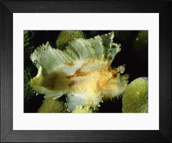 Framed Print : Like all scorpionfish, the leaf scorpionfish (Taenianotus triacanthus) is a camouflage predator that has poisonous spines on its back to defend itself against predators. Ribbon Reef Number 10, Great Barrier Reef Marine Park, Queensland, Australia Framed Print : Like all scorpionfish, the leaf scorpionfish (Taenianotus triacanthus) is a camouflage predator that has poisonous spines on its back to defend itself against predators. Ribbon Reef Number 10, Great Barrier Reef Marine Park, Queensland, Australia
