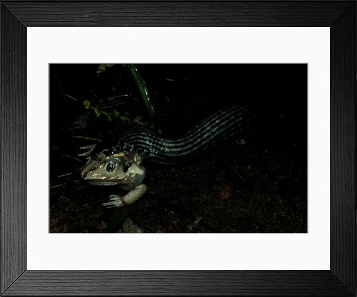 Framed Print : FWO00015. AUS-784. Keelback - swallowing frog, Framed Print : FWO00015. AUS-784. Keelback - swallowing frog,