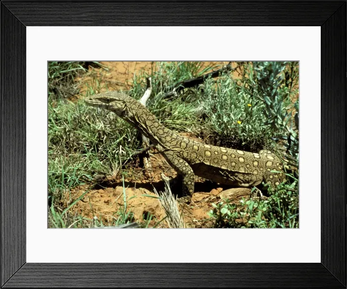 Framed Print : FWO00017. AUS-785. Perentie / Goanna. Northern Territory, Australia Framed Print : FWO00017. AUS-785. Perentie / Goanna. Northern Territory, Australia