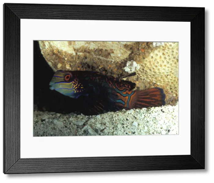 Framed Print : The striking colours and markings of the mandarinfish (Synchiropus splendidus) make it one of the most highly prized species for home aquariums. Great Barrier Reef Marine Park, Queensland, Australia (aquarium shot) Framed Print : The striking colours and markings of the mandarinfish (Synchiropus splendidus) make it one of the most highly prized species for home aquariums. Great Barrier Reef Marine Park, Queensland, Australia (aquarium shot)