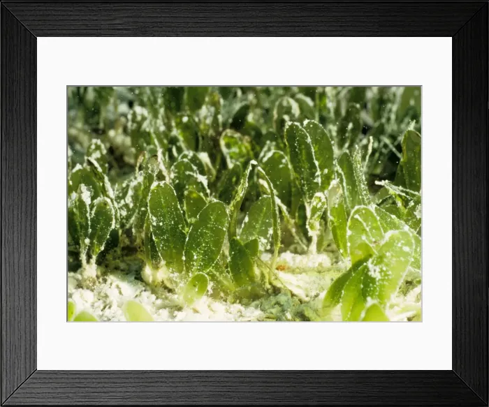 Framed Print : Seagrass (Halophila sp). John Brewer Reef, Great Barrier Reef Marine Park, Queensland, Australia Framed Print : Seagrass (Halophila sp). John Brewer Reef, Great Barrier Reef Marine Park, Queensland, Australia