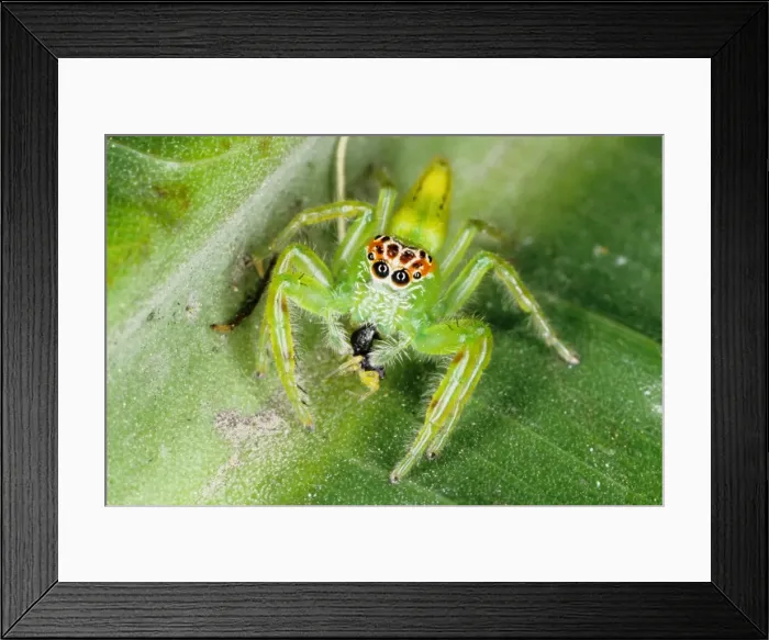 Framed Print : Jumping spiders (family Salticidae) are common inhabitants of houses and gardens in tropical Australia. This one has just caught an insect and is beginning to feed on it. Townsville, Queensland, Australia Framed Print : Jumping spiders (family Salticidae) are common inhabitants of houses and gardens in tropical Australia. This one has just caught an insect and is beginning to feed on it. Townsville, Queensland, Australia