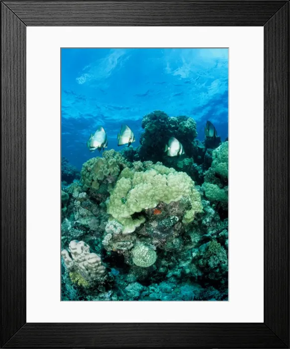 Framed Print : Coral reef scene with pinnate batfish (Platax pinnatus) over a mixed community of hard and soft corals. Ribbon Reef Number 10, Great Barrier Reef Marine Park, Queensland, Australia Framed Print : Coral reef scene with pinnate batfish (Platax pinnatus) over a mixed community of hard and soft corals. Ribbon Reef Number 10, Great Barrier Reef Marine Park, Queensland, Australia