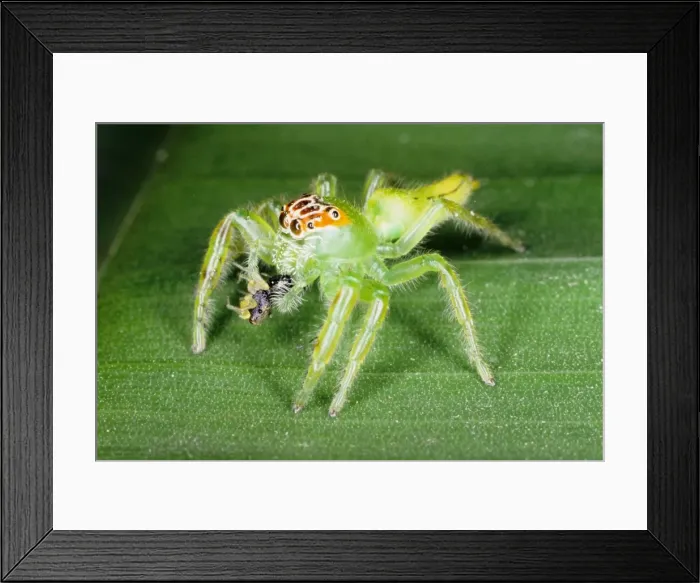 Framed Print : Jumping spiders (family Salticidae) are common inhabitants of houses and gardens in tropical Australia. This one has just caught an insect and is beginning to feed on it. Townsville, Queensland, Australia Framed Print : Jumping spiders (family Salticidae) are common inhabitants of houses and gardens in tropical Australia. This one has just caught an insect and is beginning to feed on it. Townsville, Queensland, Australia